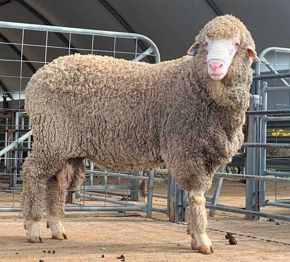 Halal meat offering by bahamed general trading limited merinos in east africa kenya ready for export worldwide