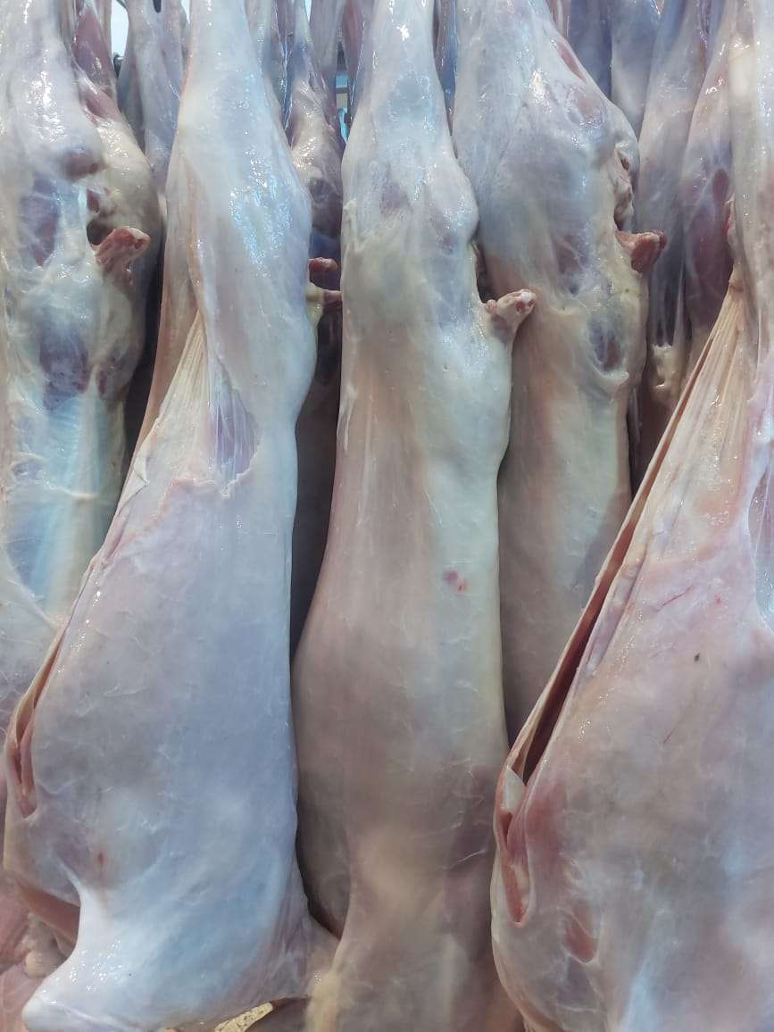 halal certified and slaughtered goat meat on slaughter hanging line ready for packaging and export from east to the middle east oman, baharain, saudia arabia