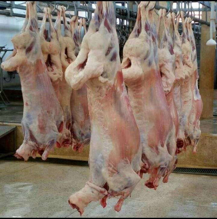 halal certified and slaughtered blackhead sheep meat on slaughter hanging line ready for packaging and export from east to the middle east oman, baharain, saudia arabia