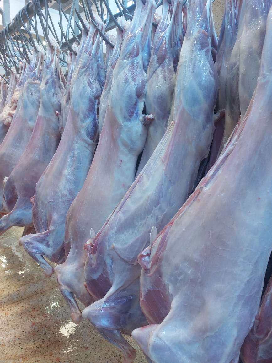 halal certified and slaughtered goat meat on slaughter hanging line ready for packaging and export from east to the middle east oman, baharain, saudia arabia