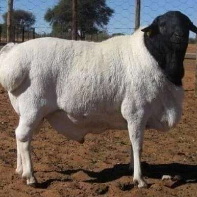 halal certified blackhead sheep meat ready for packaging and export from east to the middle east oman, baharain, saudia arabia