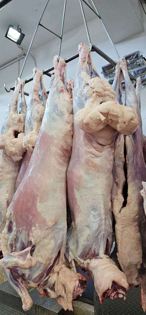 halal certified and slaughtered blackhead sheep meat on slaughter hanging line ready for packaging and export from east to the middle east oman, baharain, saudia arabia