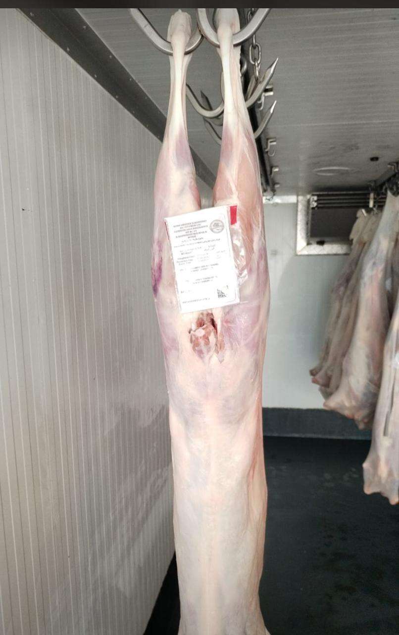 halal certified and slaughtered goat meat on slaughter hanging line ready for packaging and export from east to the middle east oman, baharain, saudia arabia