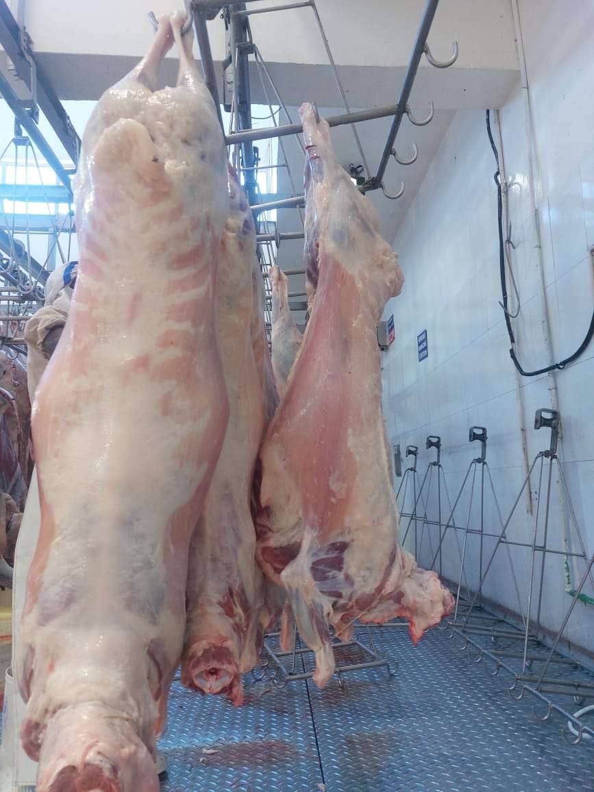 halal certified and slaughtered merino meat on slaughter hanging line ready for packaging and export from east to the middle east oman, baharain, saudia arabia