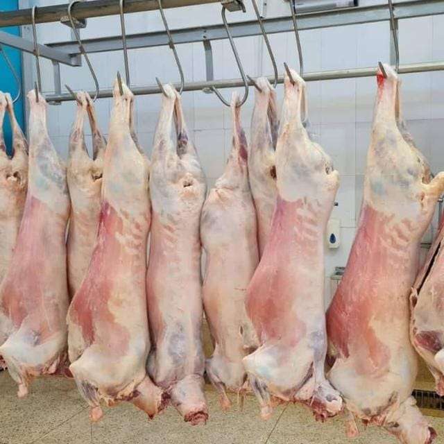 halal certified and slaughtered merino meat on slaughter hanging line ready for packaging and export from east to the middle east oman, baharain, saudia arabia